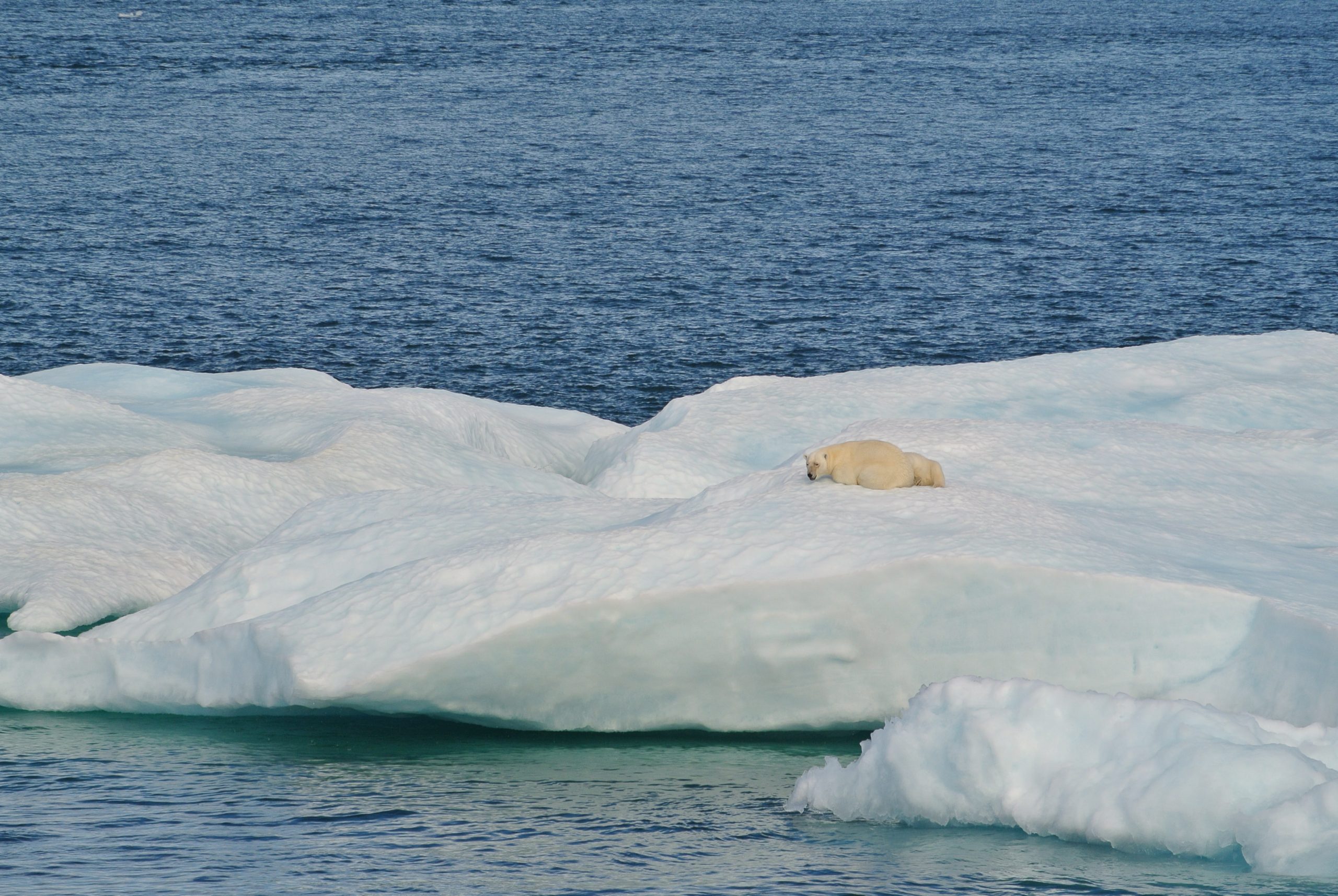 Global Response to Climate Change